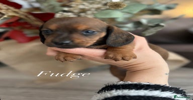 Miniature Dachshund dogs - Advert 14