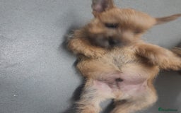 Cairn Terrier dogs for sale: KC registered Cairn terriers - Image 7