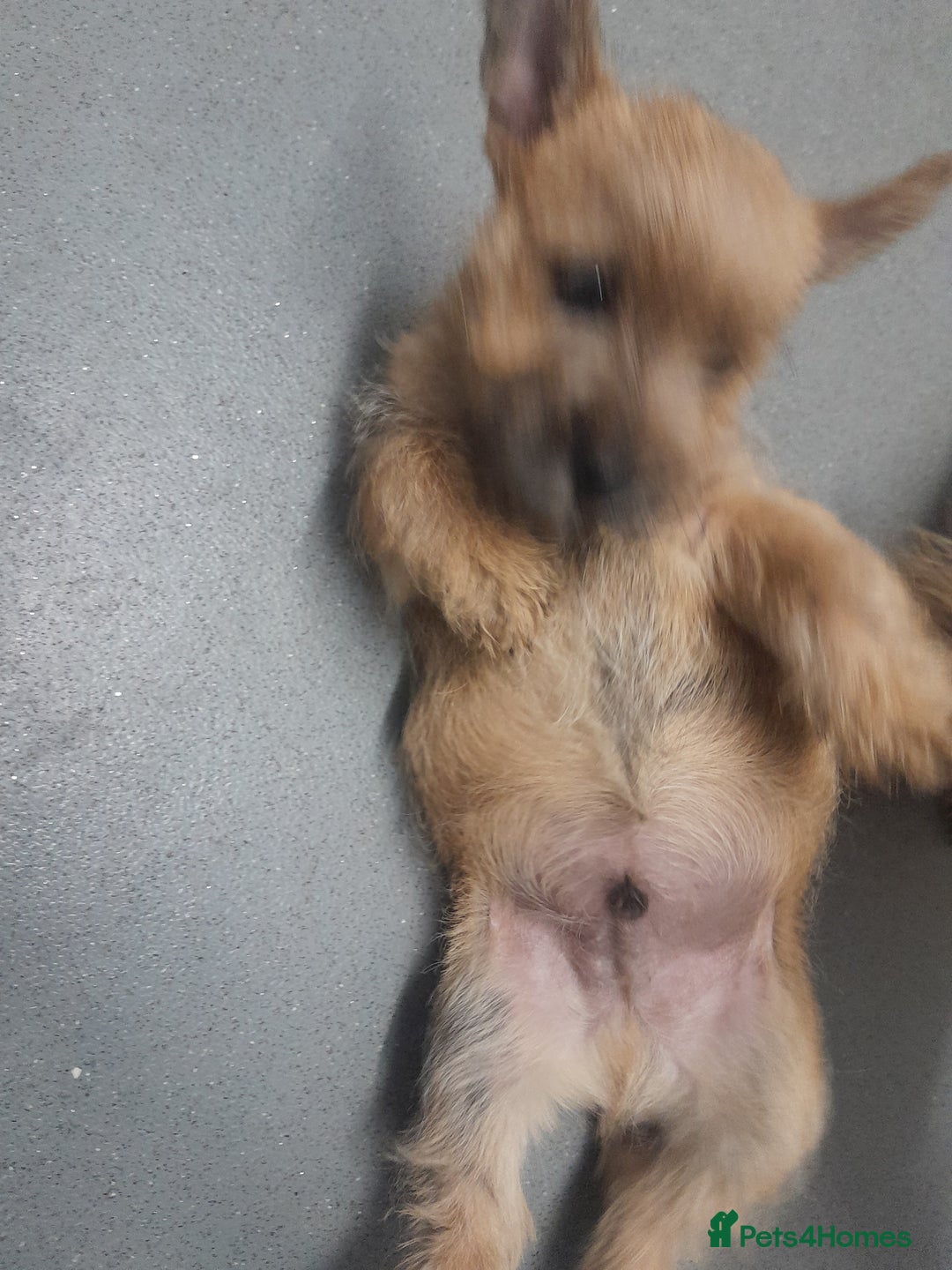 Cairn Terrier dogs for sale: KC registered Cairn terriers - Image 7