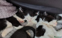 Mixed Breed cats for sale: Beautiful kittens 😻 - Image 4