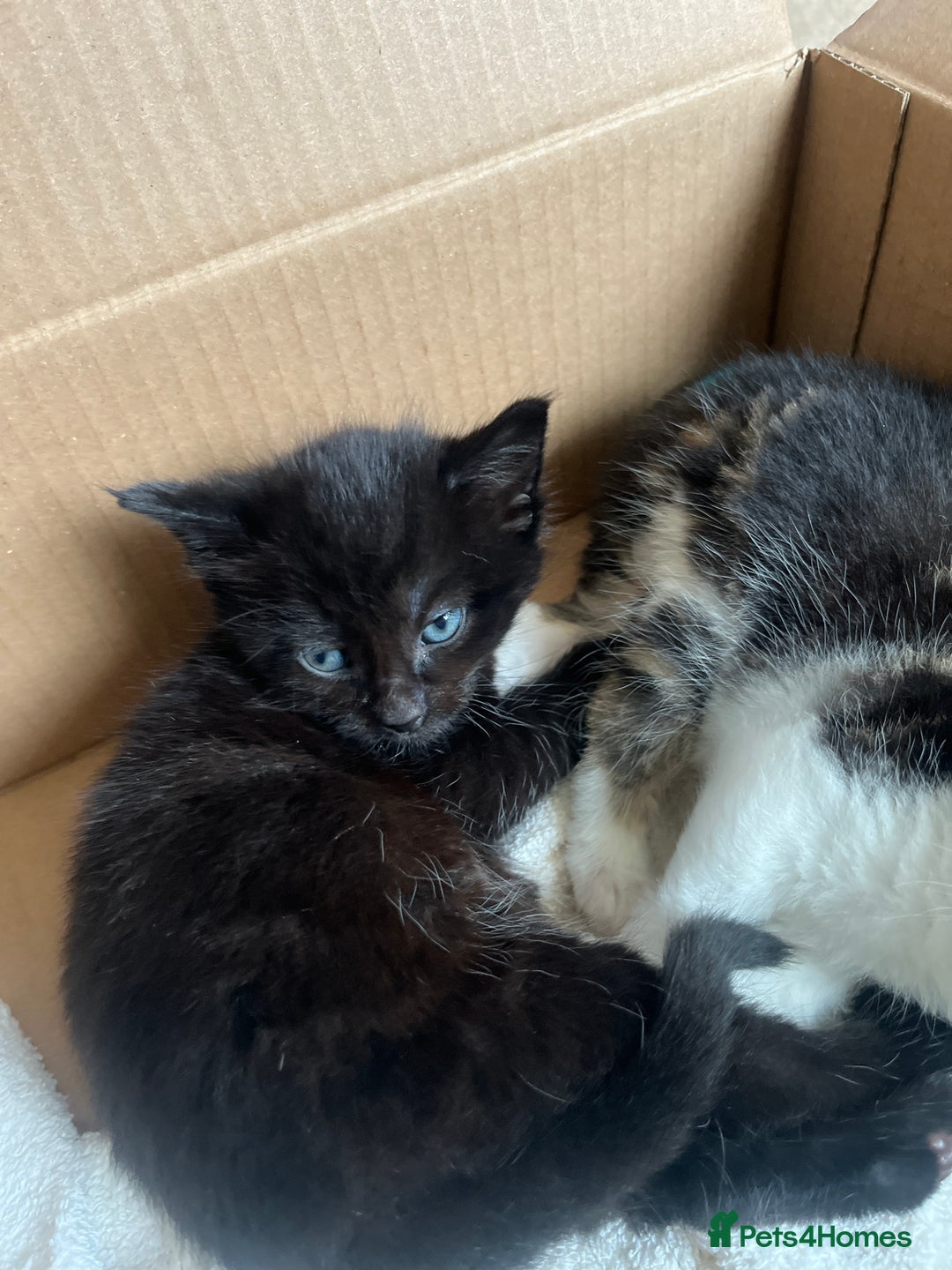 British Shorthair cats for sale: British shorthair x kittens for sale - Advert 4