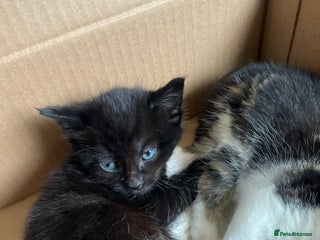 British Shorthair cats British shorthair x kittens for sale - Advert 13