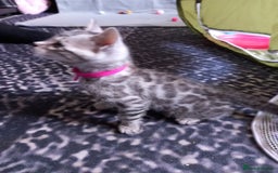 Bengal cats for sale: 5 Beautiful Bengals - Advert 2