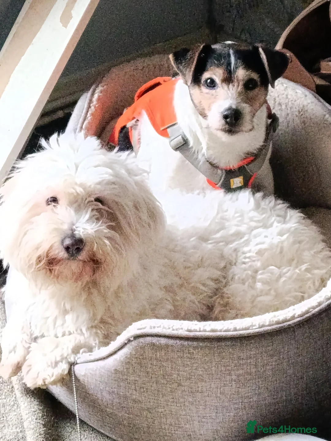 Coton De Tulear dogs for stud: Stud coton de tulear KC REGISTERED - Advert 4