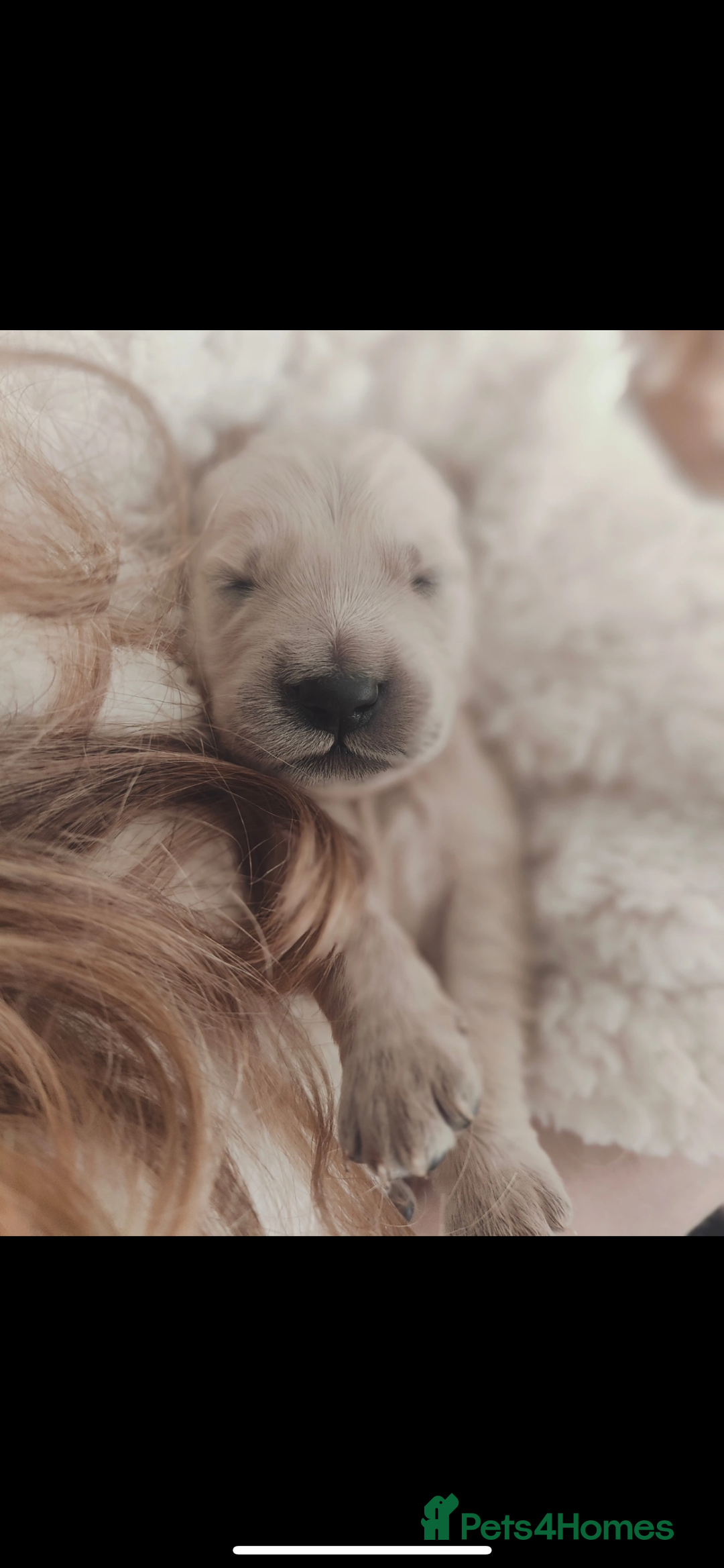 Golden Retriever dogs for sale: Best of Breed Golden Retrievers - Advert 2