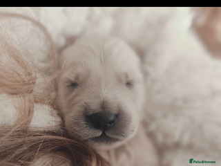 Golden Retriever dogs Best of Breed KC Golden Retrievers - Advert 6