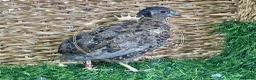 Quail poultry for sale: Chinese Painted/Button Quail | Eggs/Chicks/Layers  in Wells - Advert 10