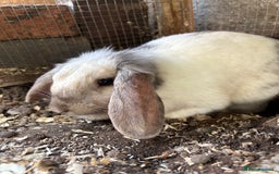 Lionhead rabbits for sale: Bonnie the rabbit  - Image 6