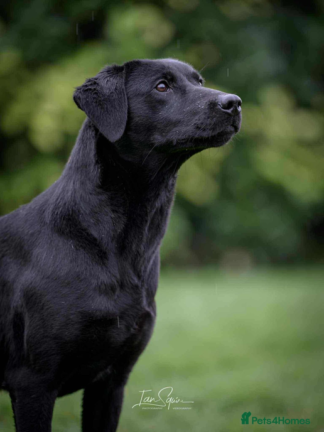 Labrador Retriever dogs for sale: STUNNING HEALTH TESTED WORKING LINE LABS FOR SALE - Image 6