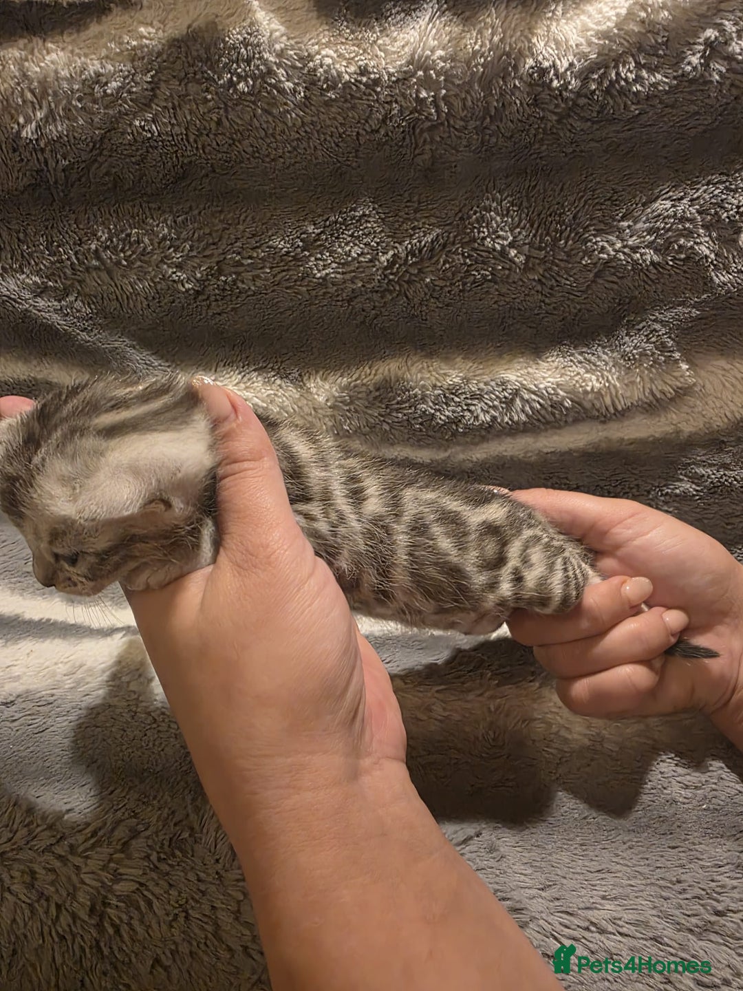 Bengal cats for sale: Rare Bengal babies - Image 6