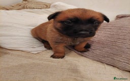 Belgian Shepherd Dog dogs for sale: Belgium malinois pups dad kc regged  - Advert 11