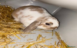 Dwarf Lop rabbits for sale: Boy dwarf mini pop and female lop - Image 4