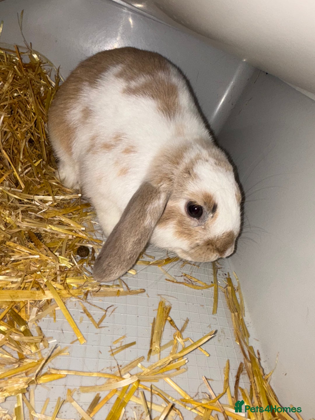 Dwarf Lop rabbits for sale: Boy dwarf mini pop and female lop - Image 4