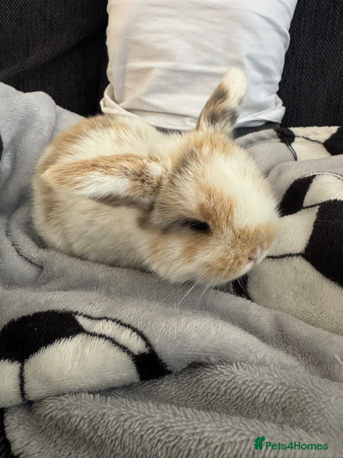 Mini Lop rabbits Baby mini lop rabbits - Advert 4