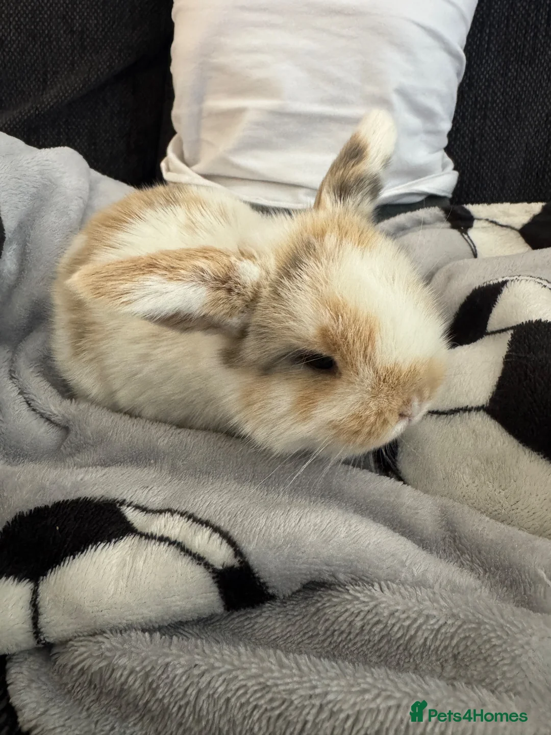 Mini Lop rabbits for sale: Baby mini lop rabbits in Nottingham - Advert 1