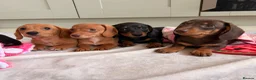 Miniature Dachshund dogs for sale: Pra clear mini dachshunds  - Advert 35