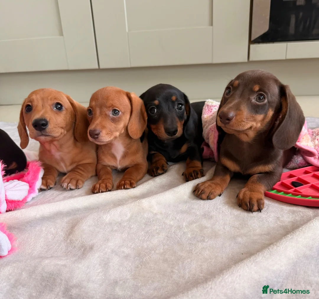 Miniature Dachshund dogs for sale: Pra clear mini dachshunds  - Advert 35