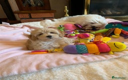 Maltipoo dogs for sale: Beautiful maltipoo puppies looking for new homes  - Image 11