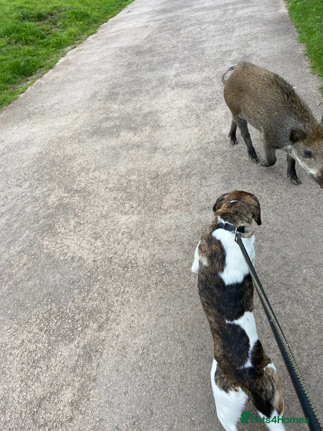 Mixed Breed dogs for sale: Pip/pippers - Advert 6