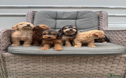 Cockapoo dogs for sale: F1 Cockapoos puppies (council licensed breeder) - Image 1