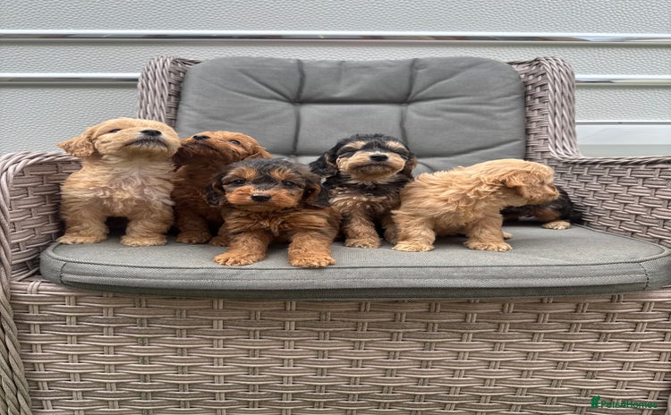 Cockapoo dogs - Advert 3