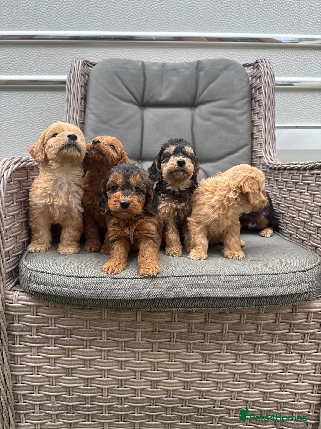 Cockapoo dogs for sale: F1 Cockapoos puppies (council licensed breeder) - Image 1