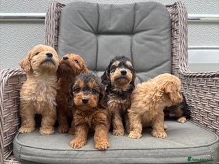 Cockapoo dogs - Advert 23