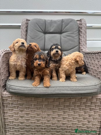 Cockapoo dogs - Advert 3