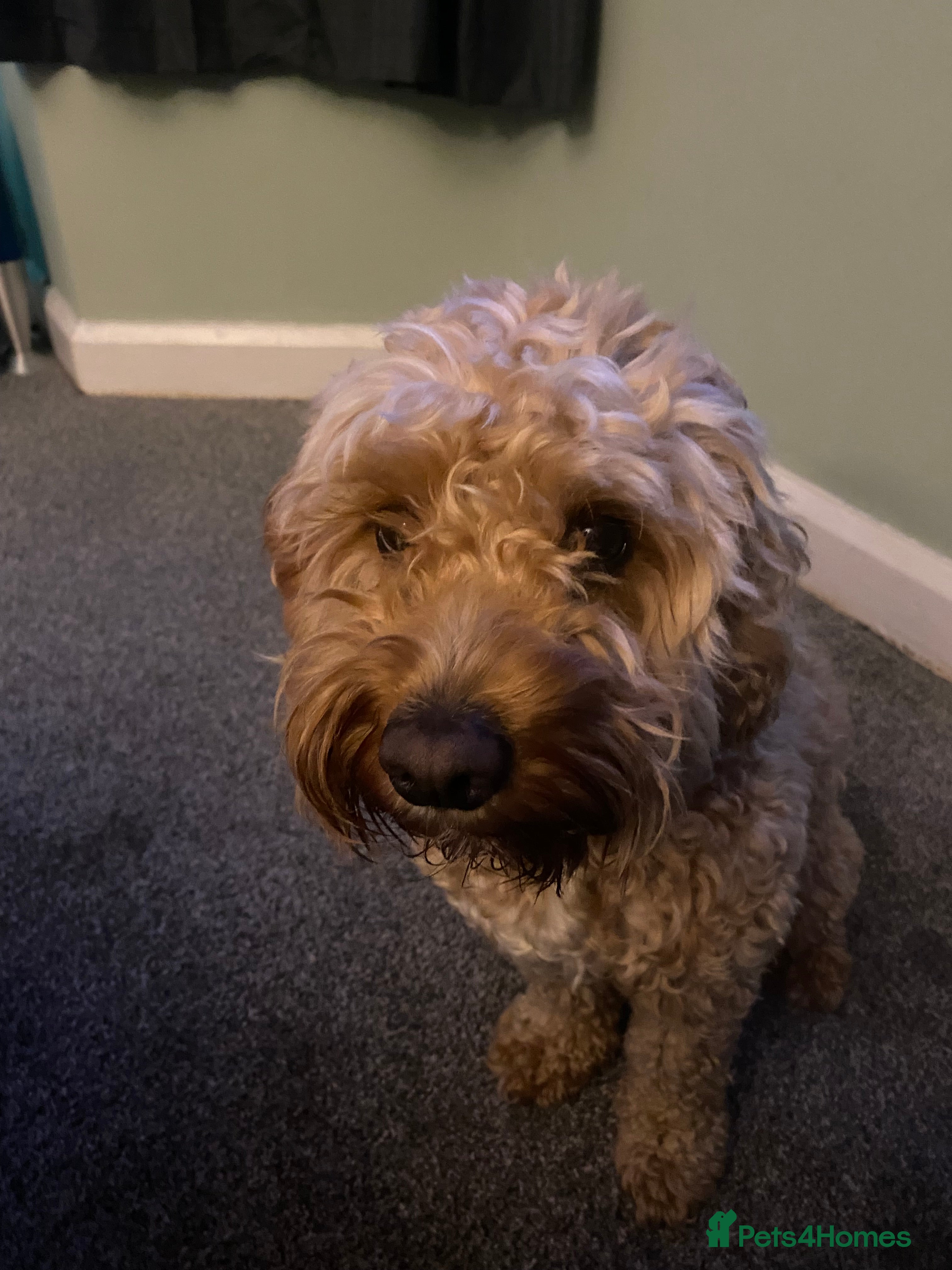 Cockapoo dogs Perfect home needed - Advert 11