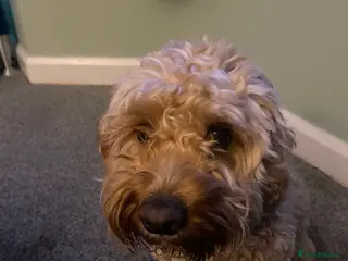 Cockapoo dogs Perfect home needed - Advert 11