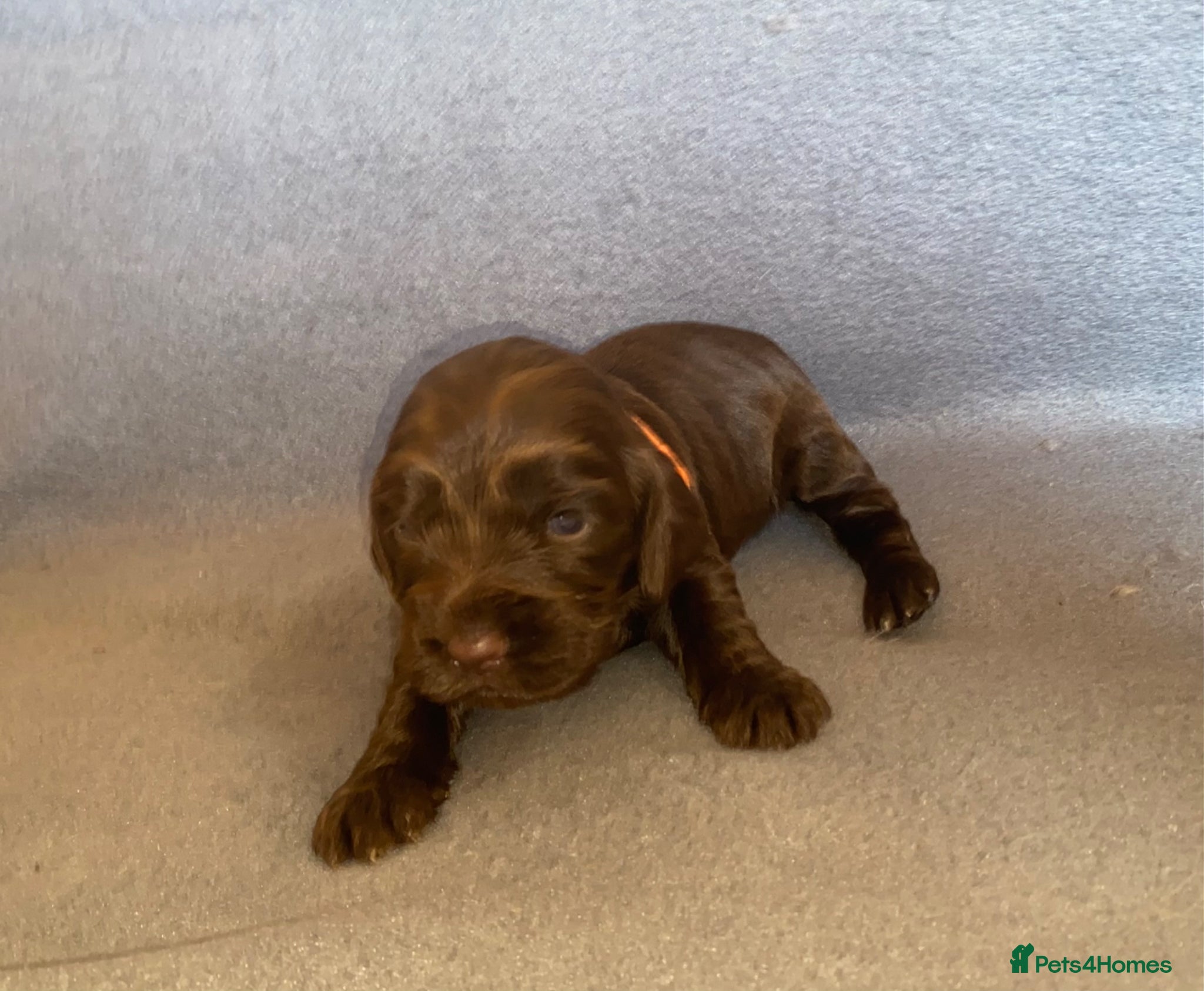 Cocker Spaniel dogs 🐾BEAUTIFUL KC REGISTERED SHOW COCKERS🐾 - Advert 1