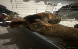 Mixed Breed rabbits for sale: Rabbits for rehome - Image 1