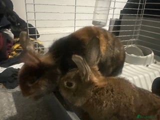 Mixed Breed rabbits for sale - Advert 1