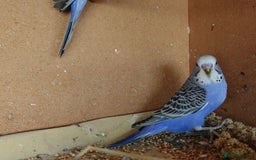 Budgerigars birds for sale: Budgerigars For sale 3 x Violet & 1 x Blue - Advert 8