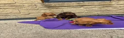 Cocker Spaniel dogs for sale: Cocker spaniel puppies - Advert 5
