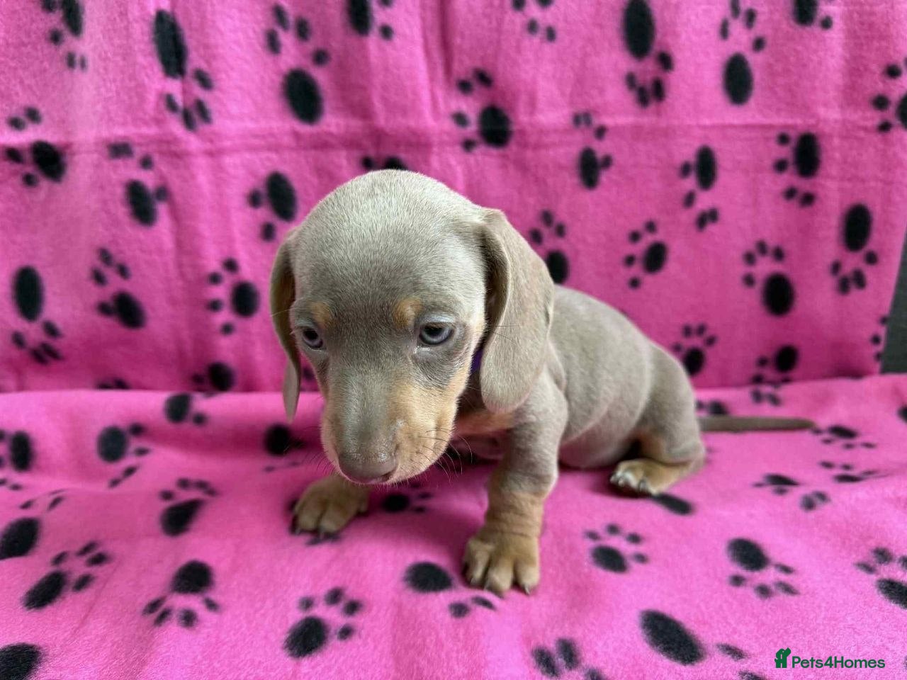 Miniature Dachshund Puppy 6