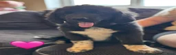 Mixed Breed dogs for sale: Gentle Cubs Fully Vaccinated & Ready For Walks - Advert 16