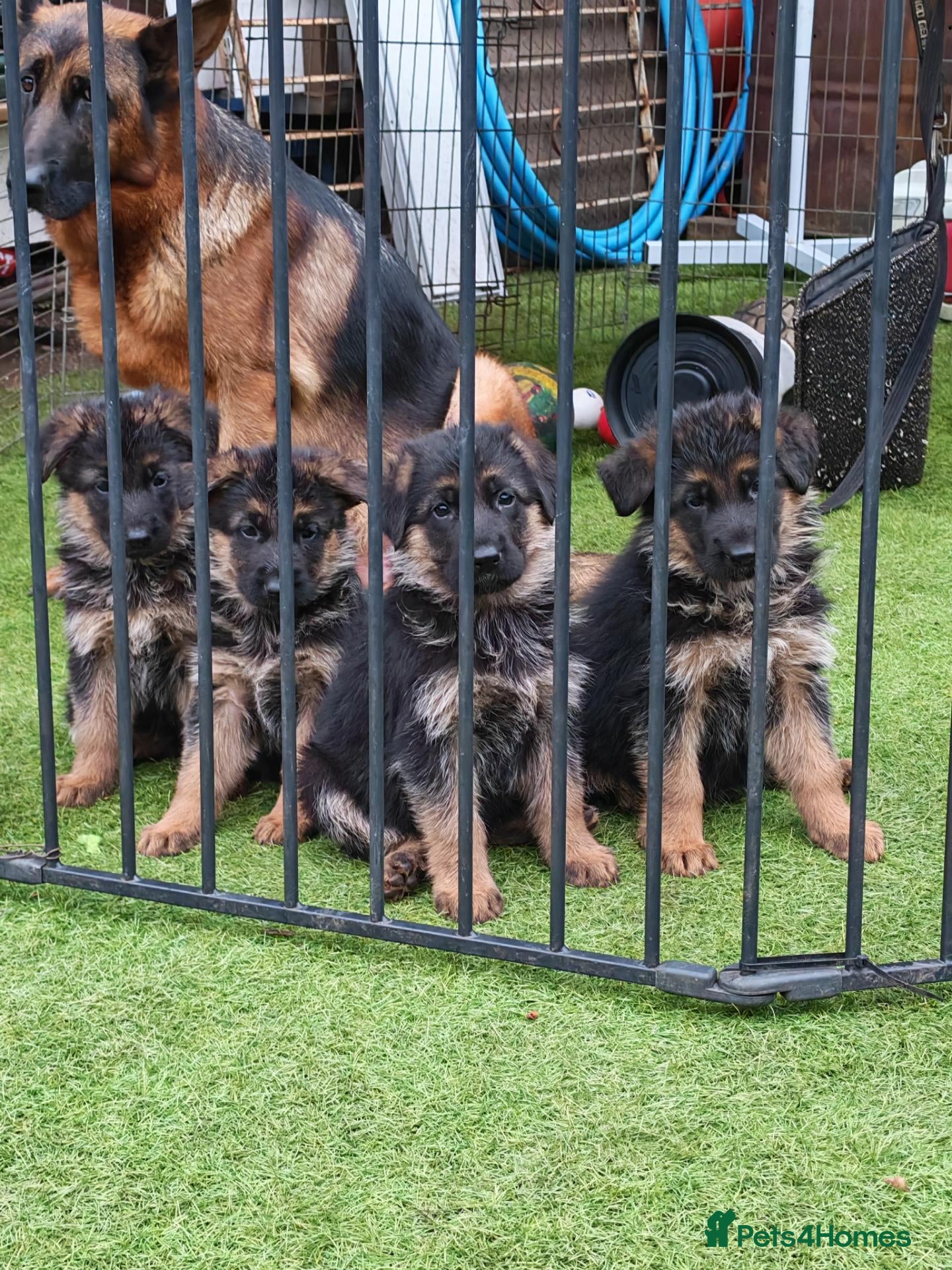 German Shepherd dogs German Shepherd Puppies for sale - Advert 1