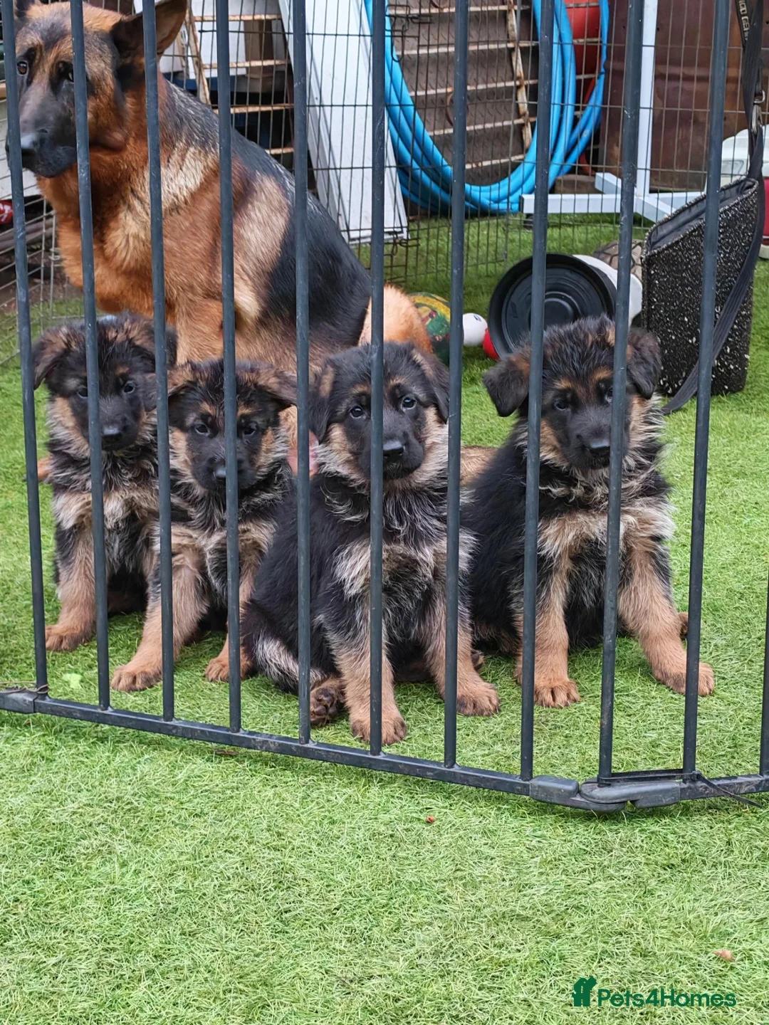 German Shepherd dogs for sale: German Shepherd Puppies for sale - Advert 1