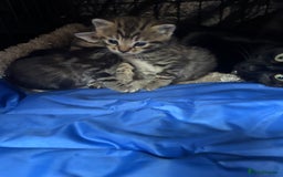 Mixed Breed cats for sale: Kittens ready to leave  - Image 12