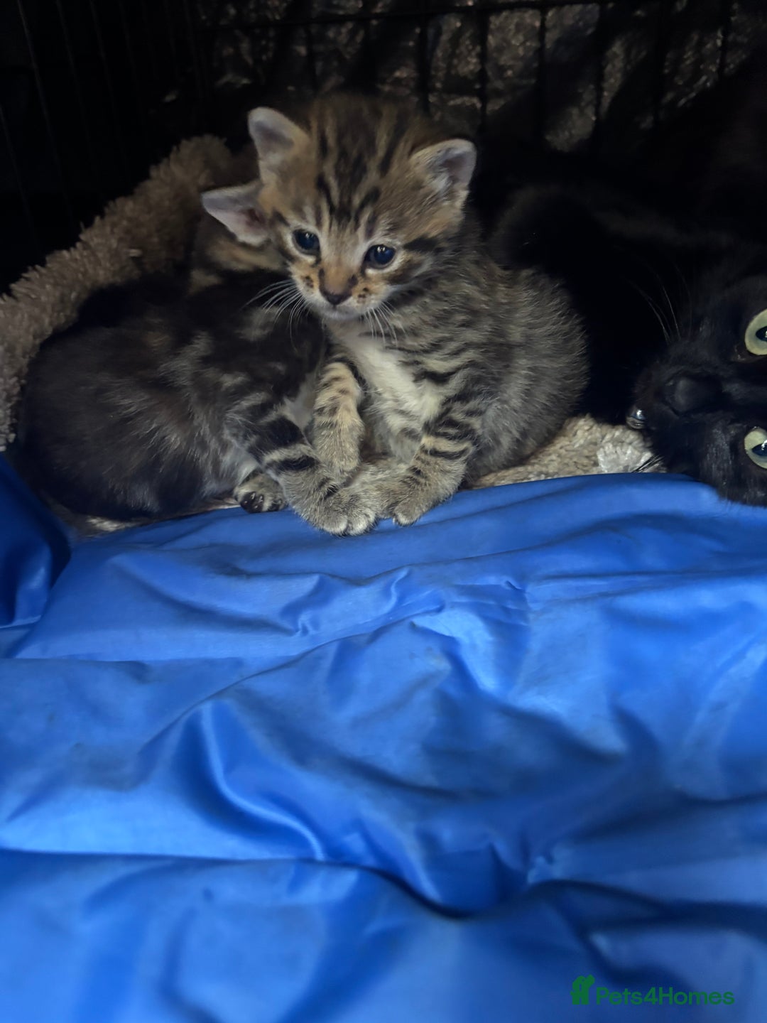 Mixed Breed cats for sale: Kittens ready to leave  - Image 12