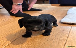 Cocker Spaniel dogs for sale: Beautiful working cocker spaniel puppies  - Image 14