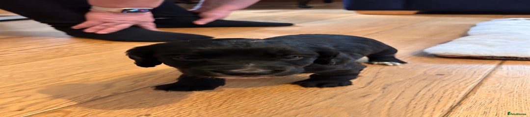 Cocker Spaniel Puppy 6