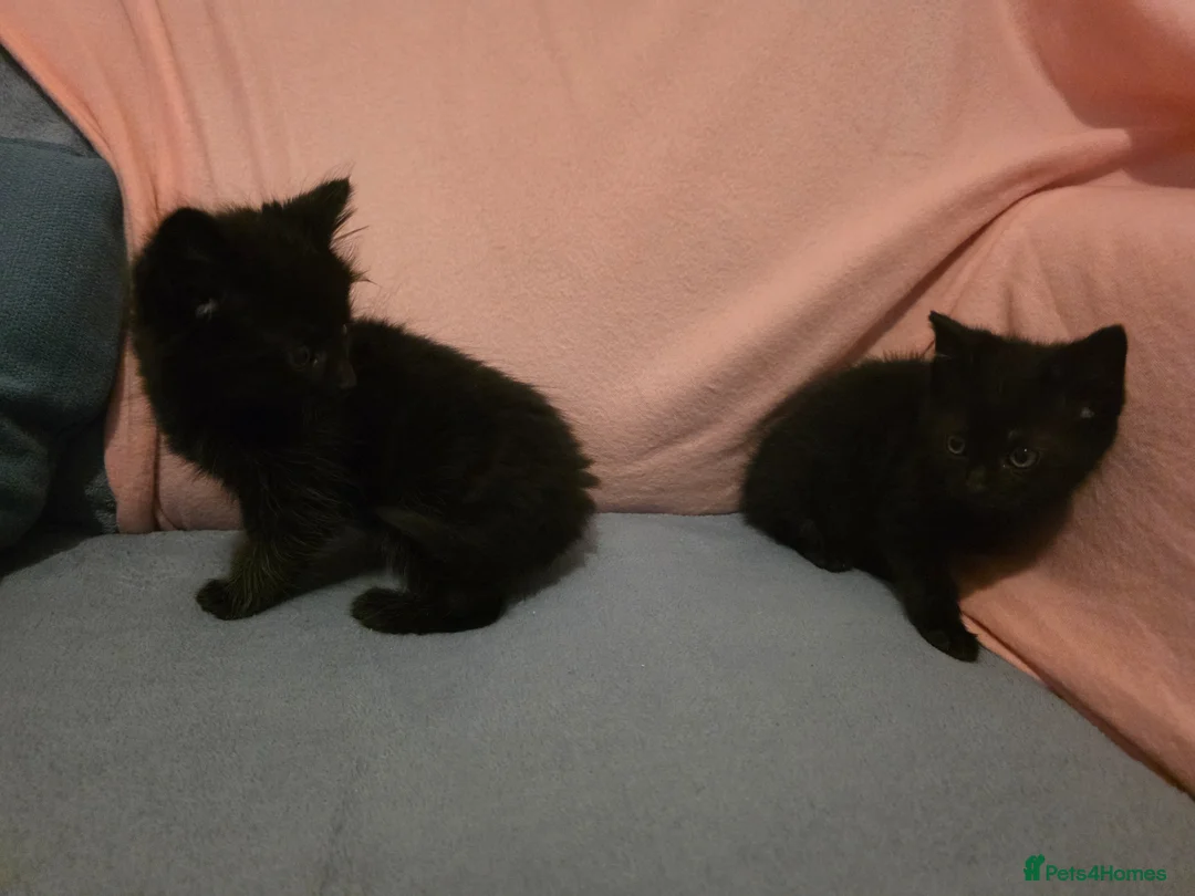Mixed Breed cats for sale: Free - 2 all black kittens - Free - Advert 4