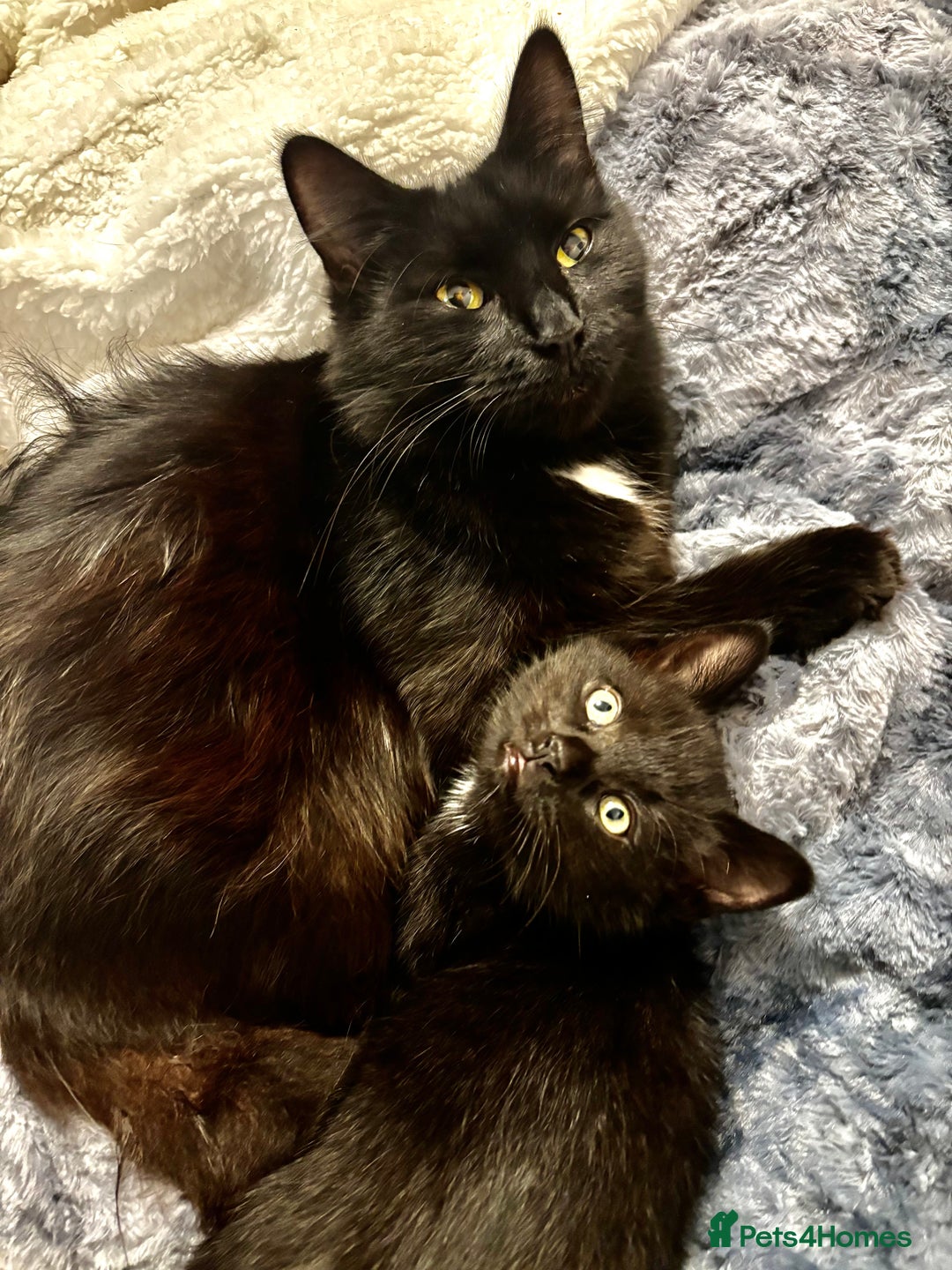 Mixed Breed cats for sale: Very fluffy, playful kittens - Advert 13