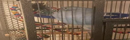 Ringnecks birds for sale: Stunning Blue Female Ringneck Parrot in Uxbridge - Advert 5