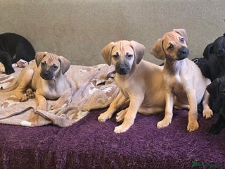 Mixed Breed dogs - Advert 3