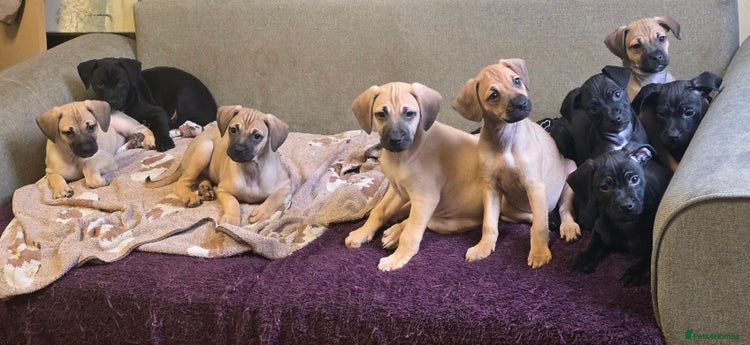 Mixed Breed dogs - Advert 3