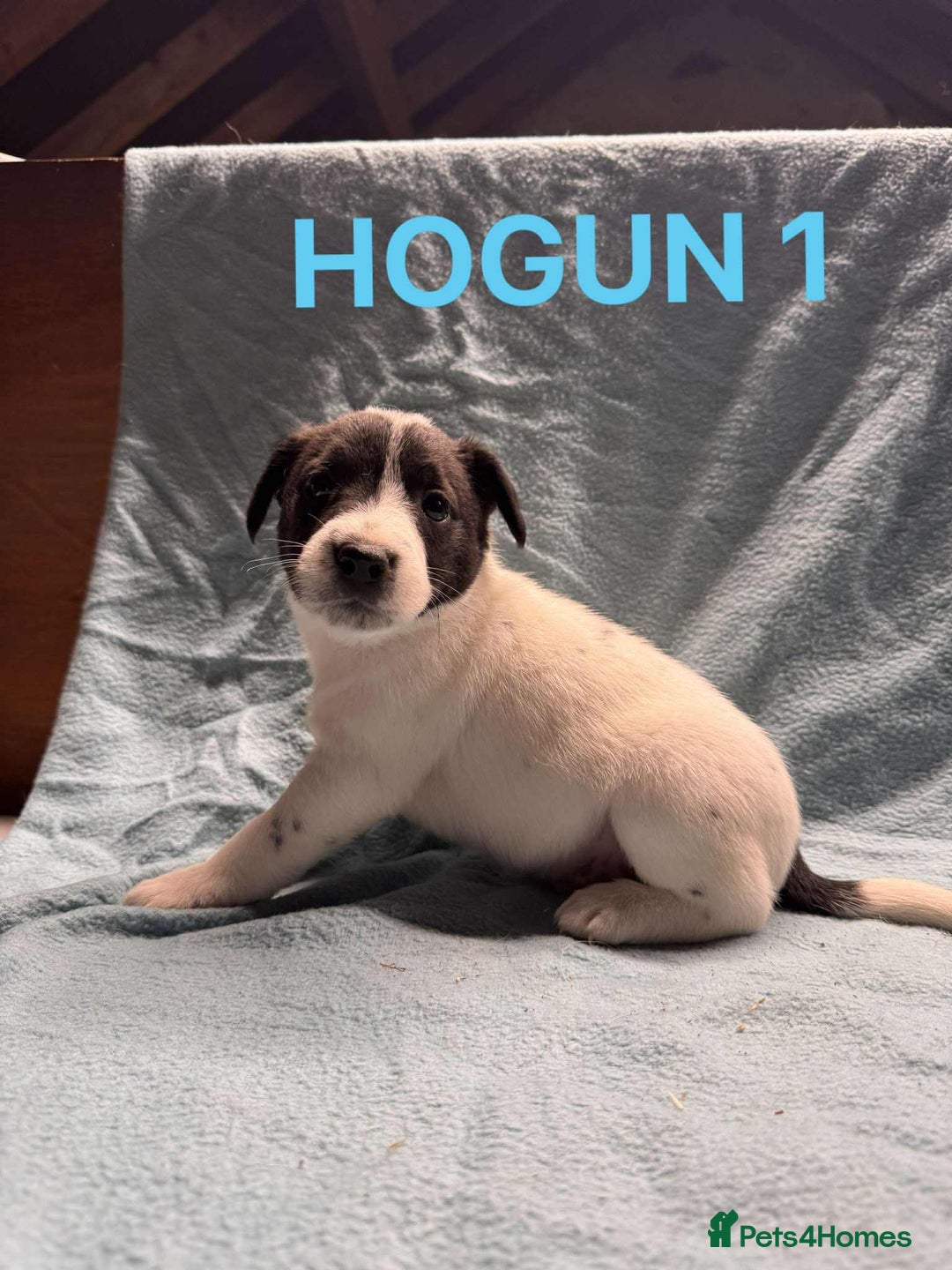 Mixed Breed dogs for sale: Collie x jack Russell  - Advert 2