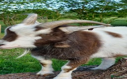 Goats livestock for sale: Male wether goat - Image 2
